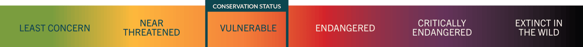 VULNStatus