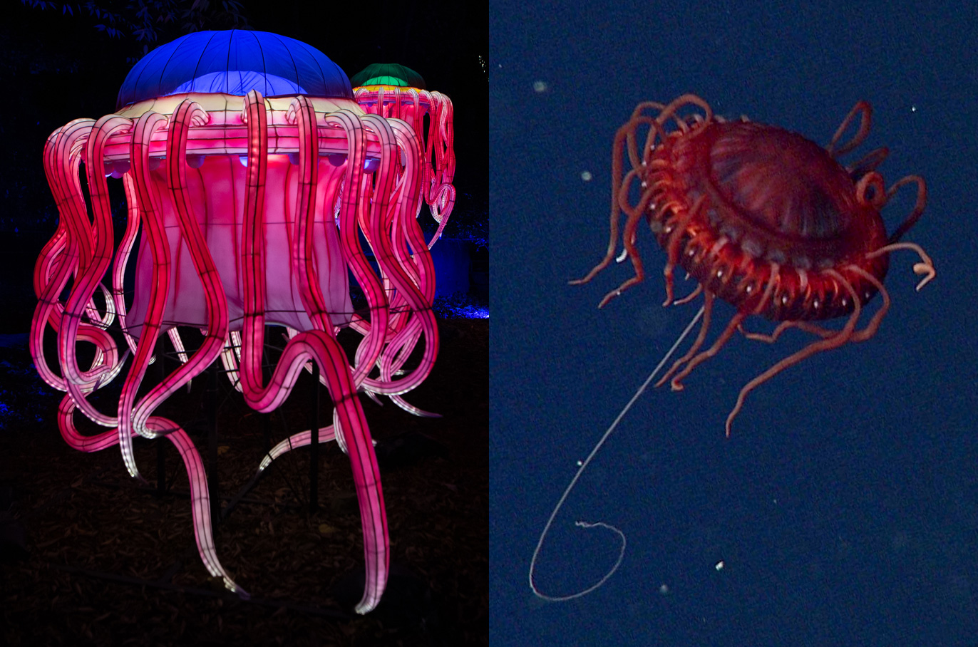Atolla Jellyfish