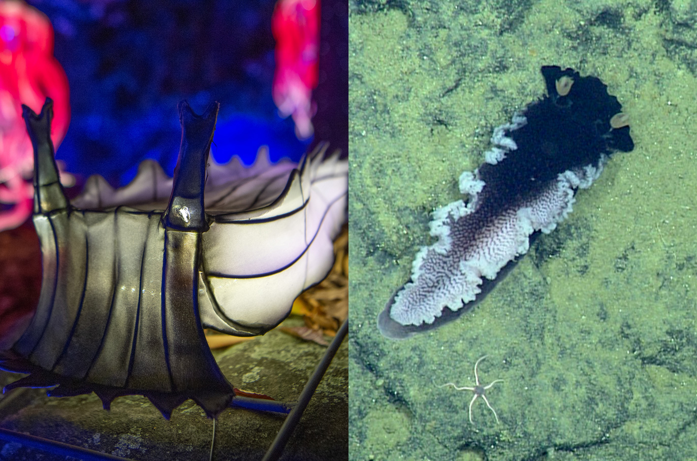 Deep Sea Nudibranch