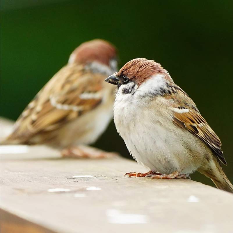 Sparrows