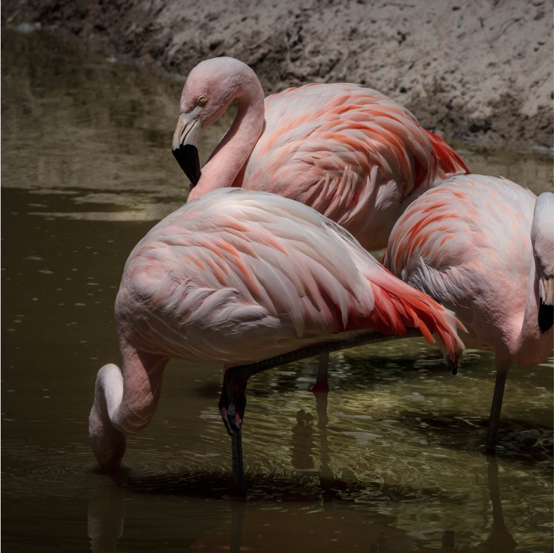 Flamingos