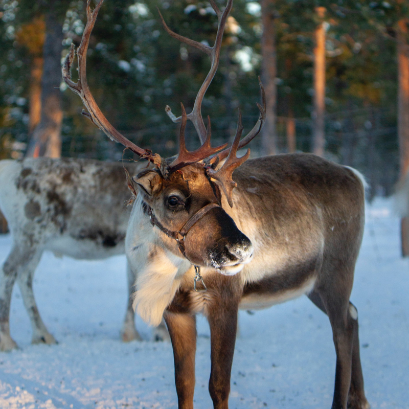 Reindeer