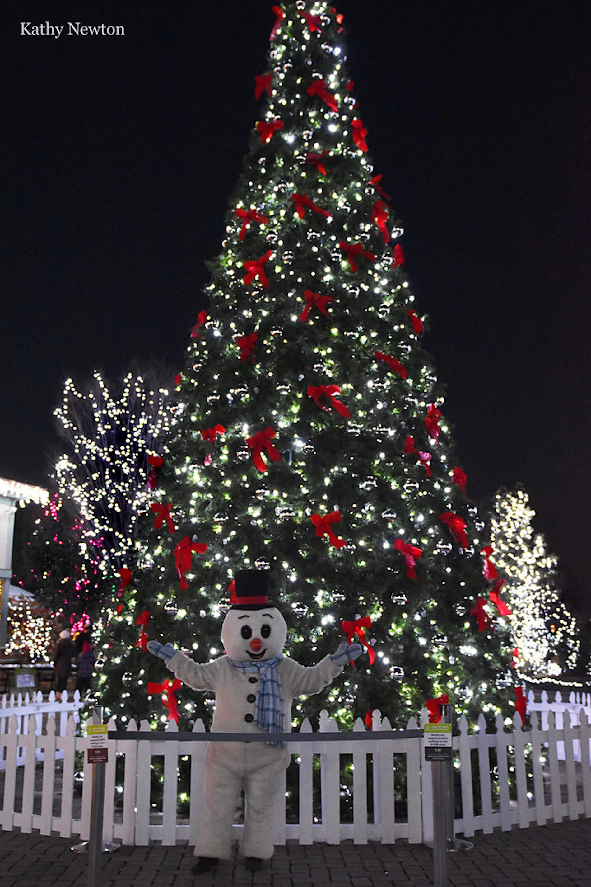 Vine Street Tree