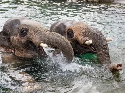hop into spring elephant