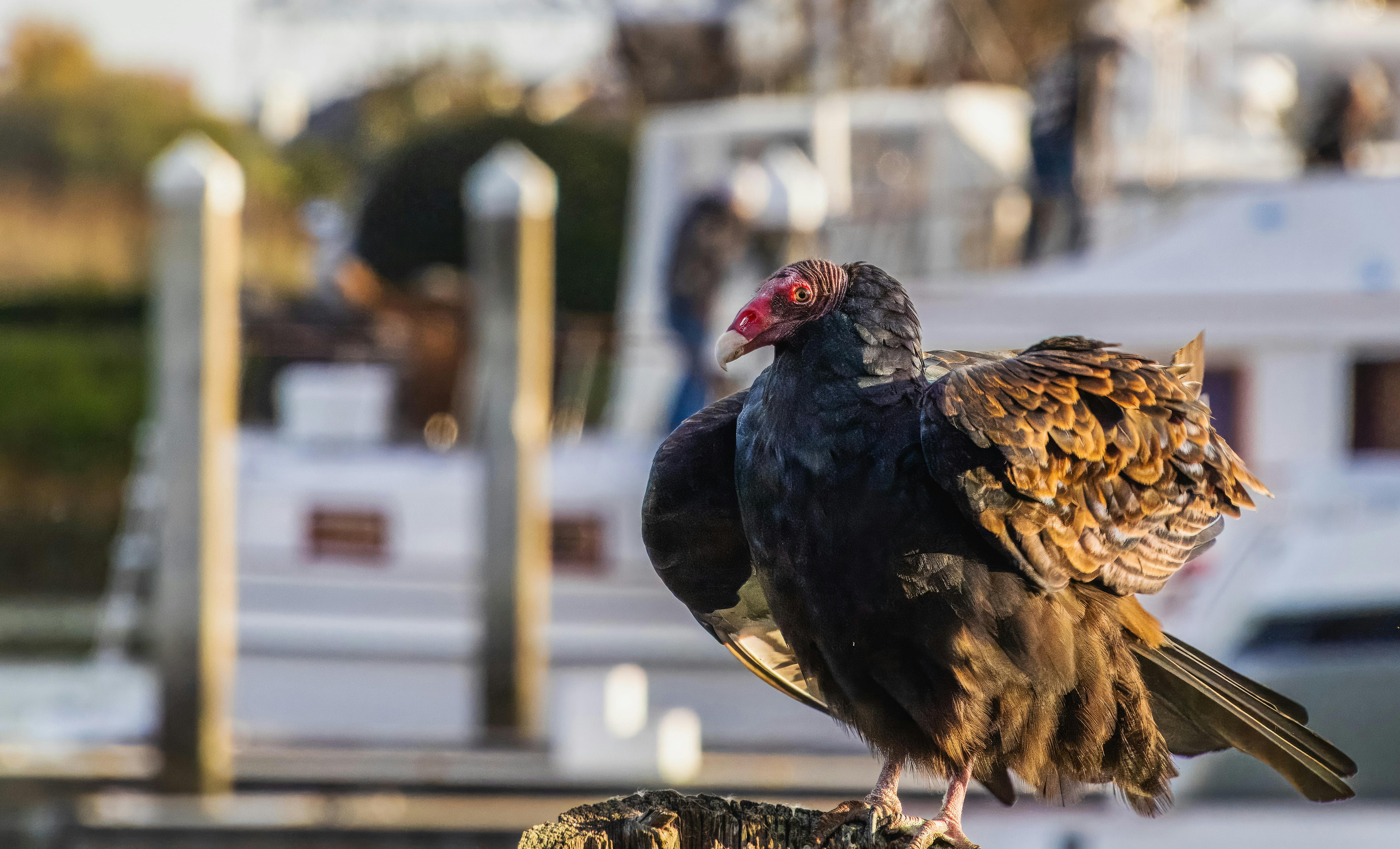 Turkey Vulture
