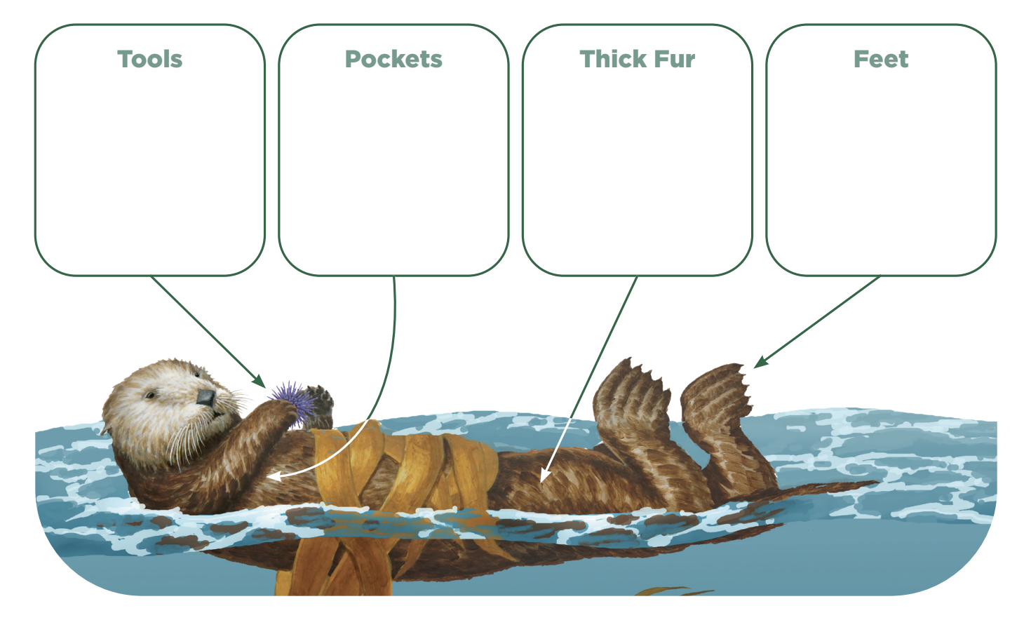 Otter Task