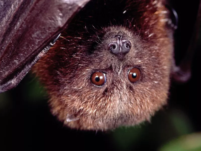 Bats