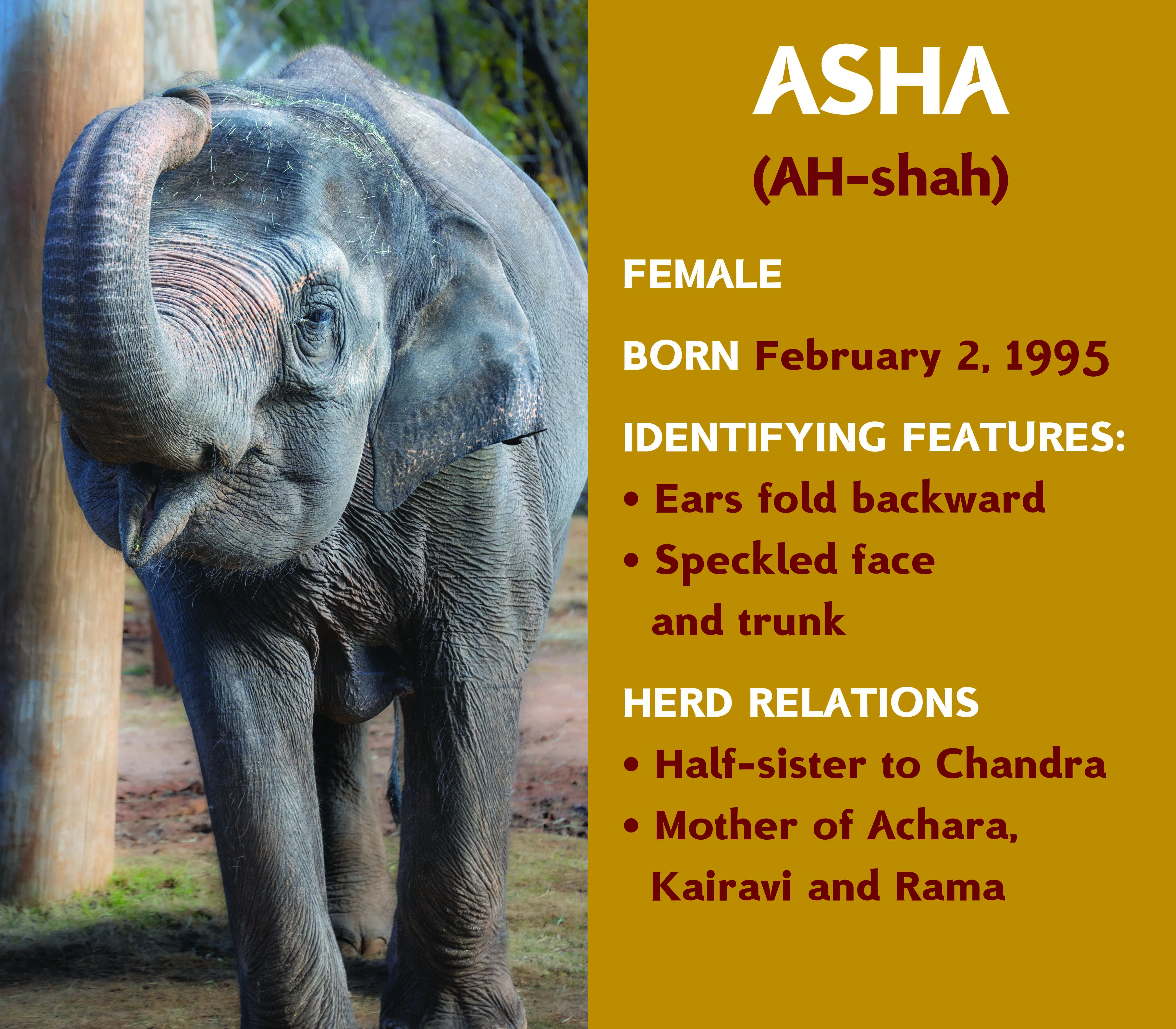 Elephant Asha