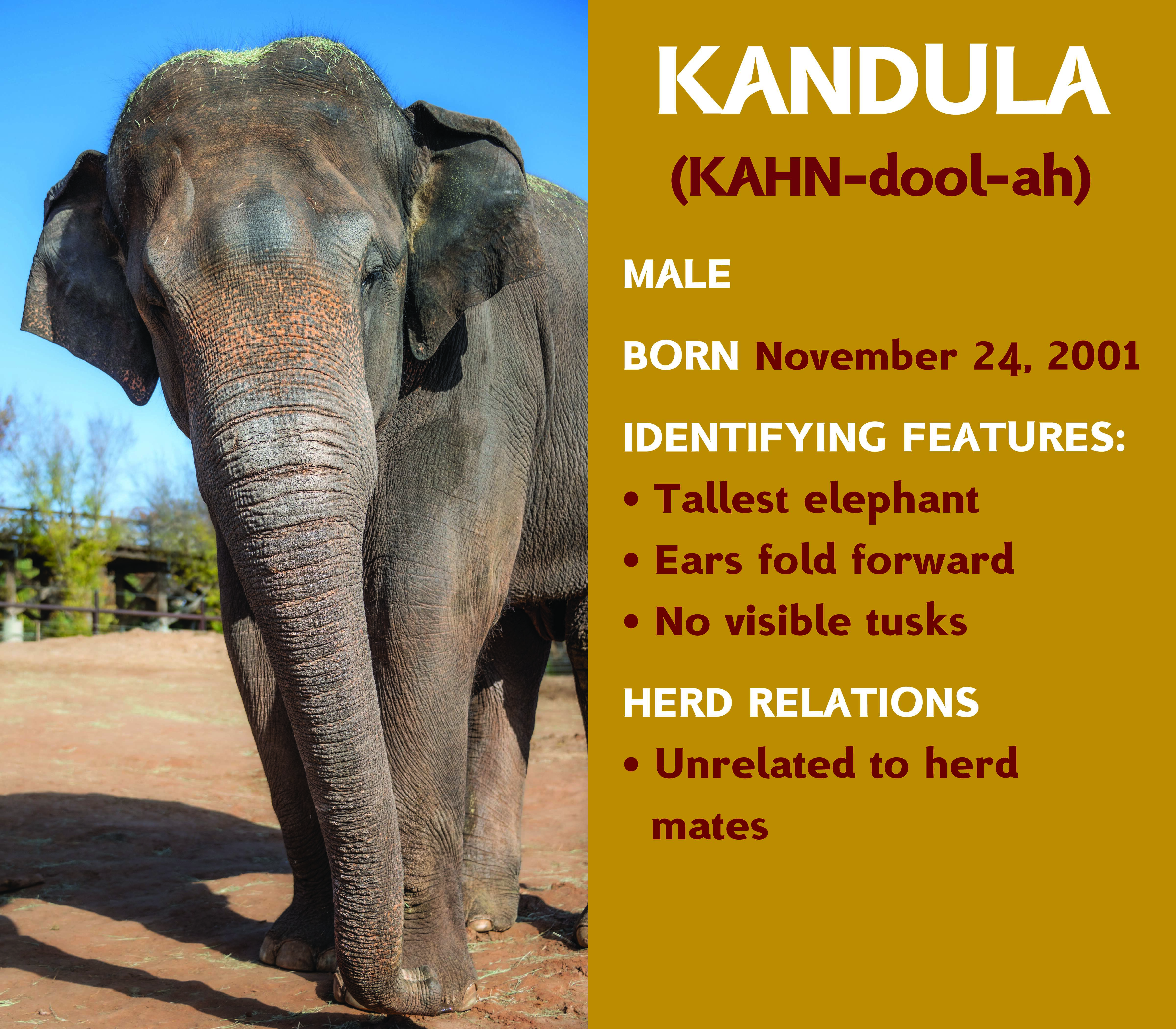 Elephant Kandula