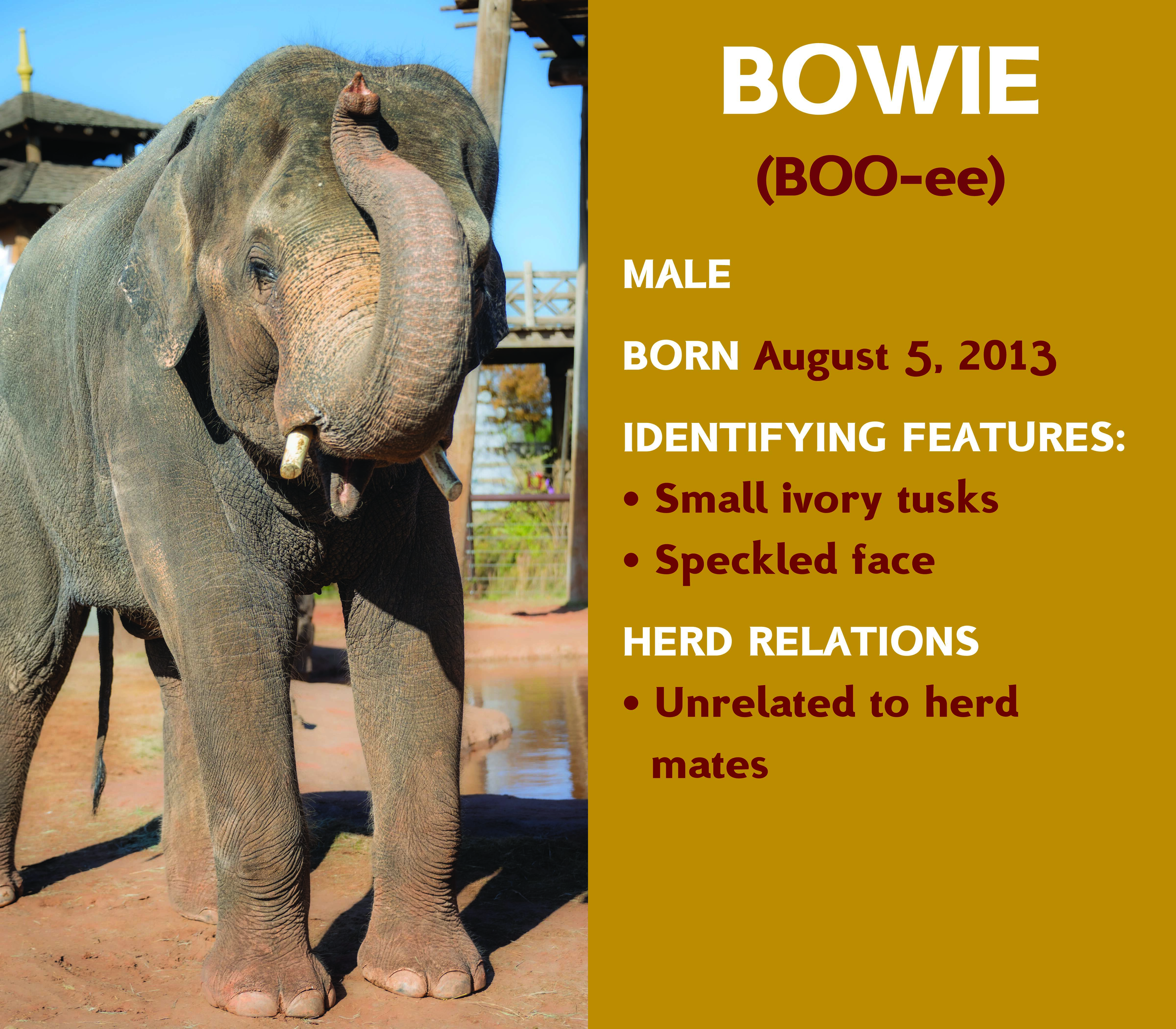 Elephant Bowie
