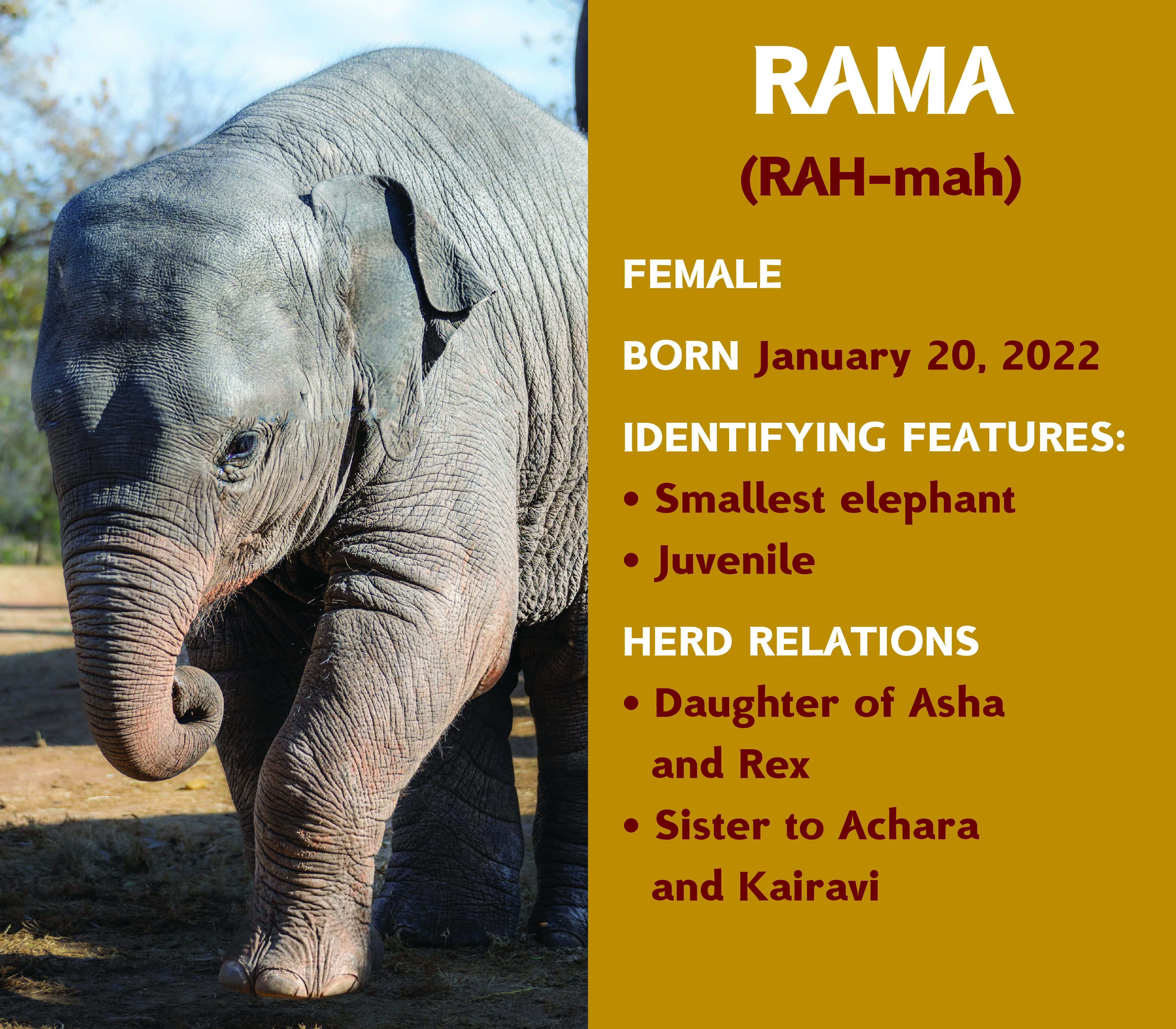 Elephant Rama