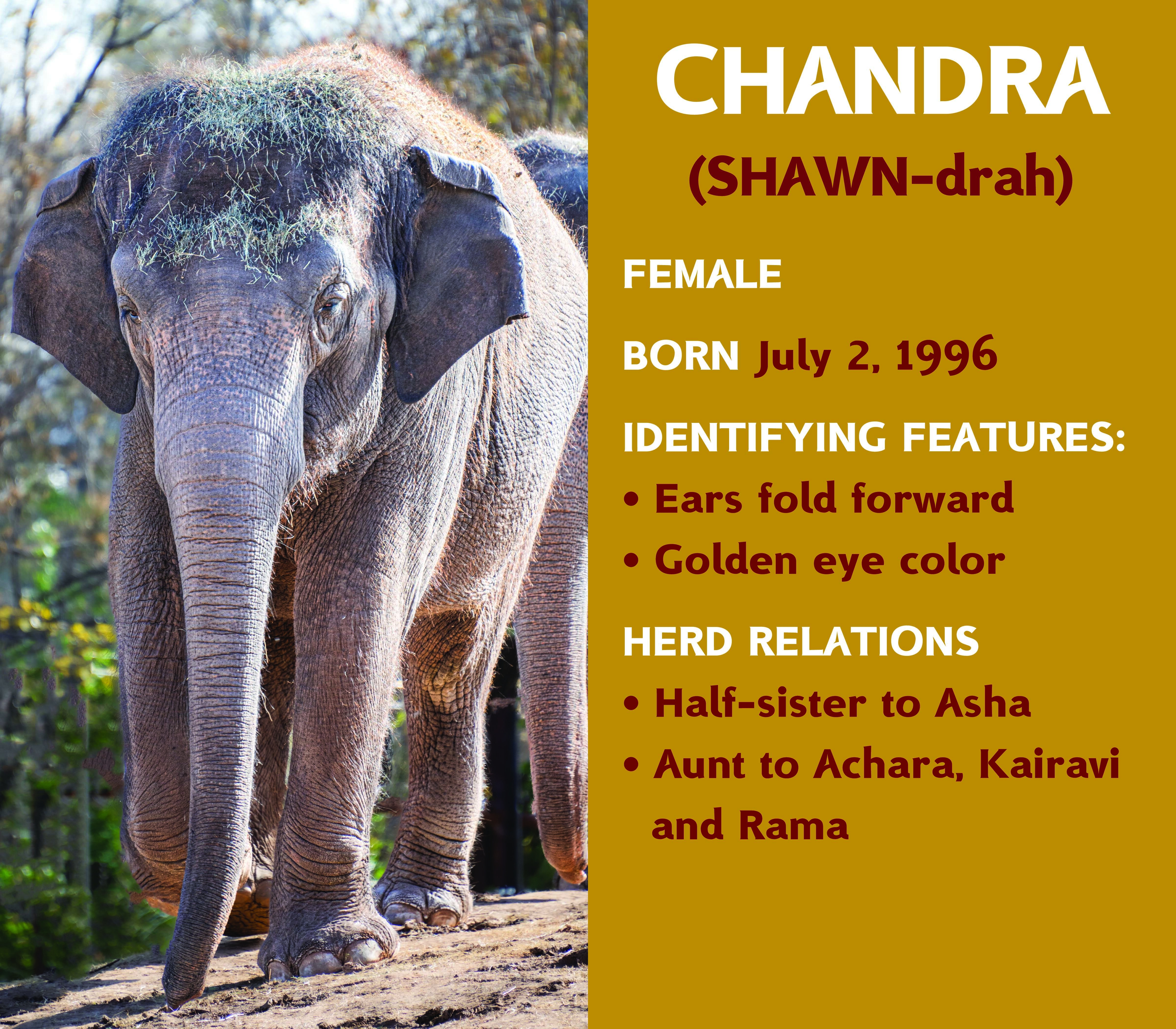 Elephant Chandra
