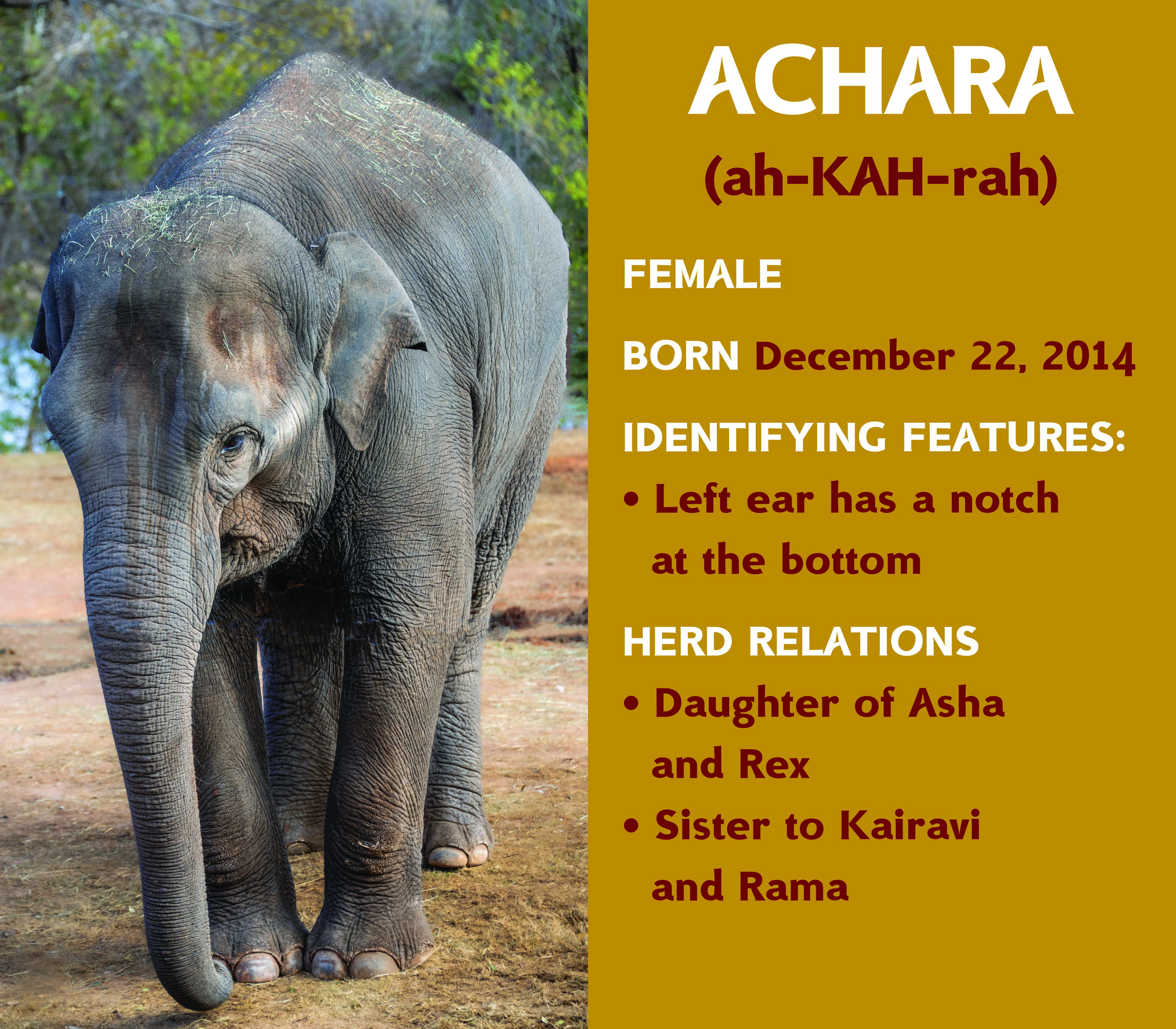 Elephant Achara
