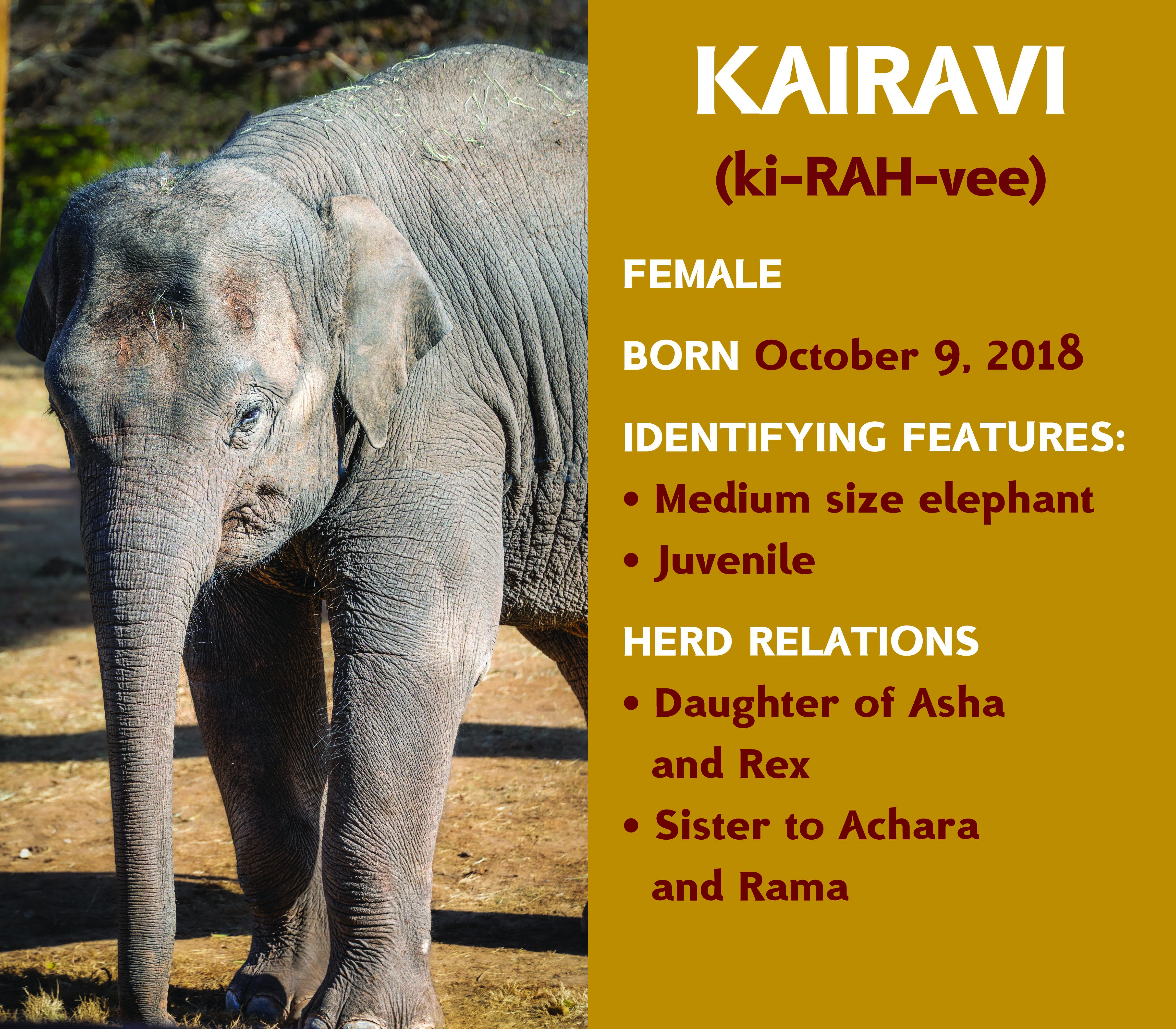 Elephant Kairavi