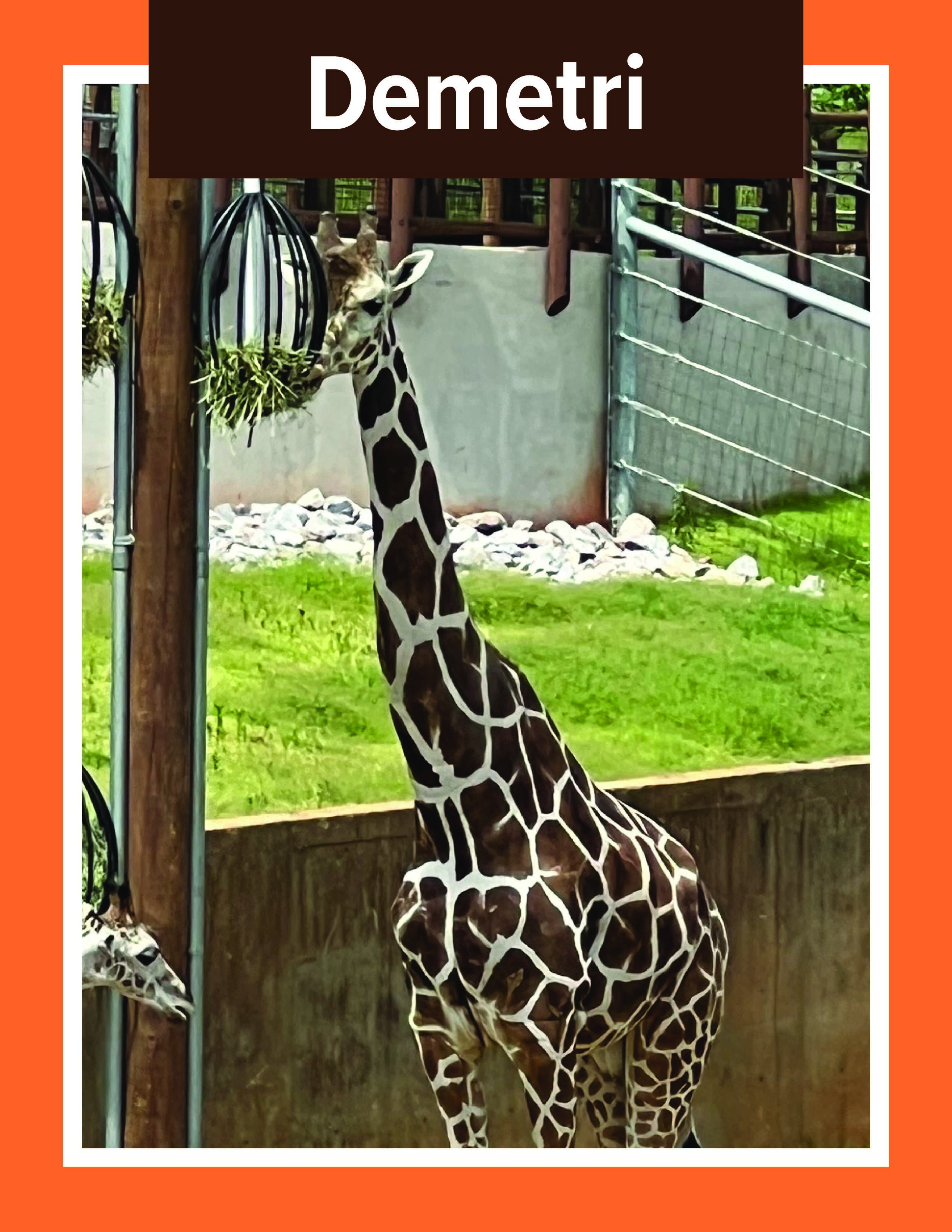 Giraffe Demetri