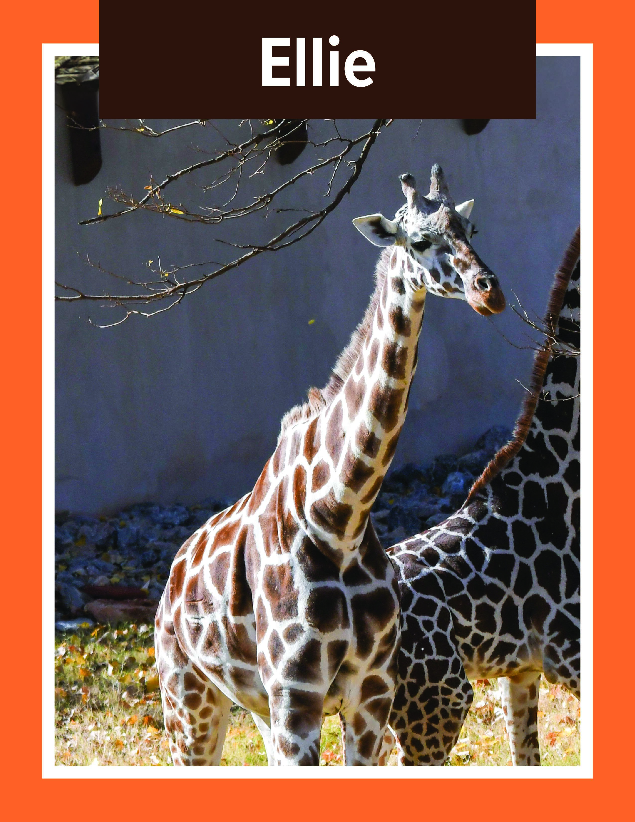 Giraffe Ellie
