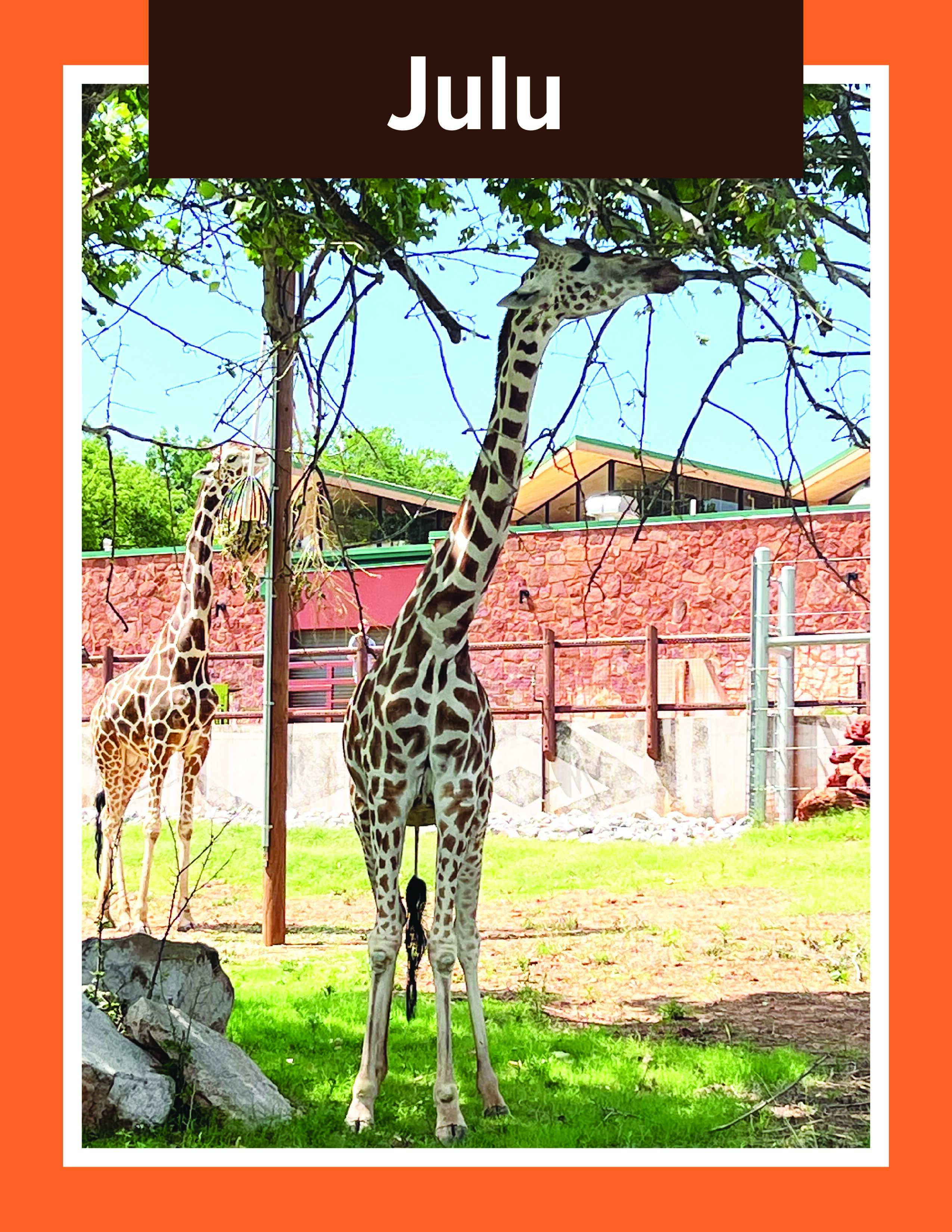 Giraffe Julu