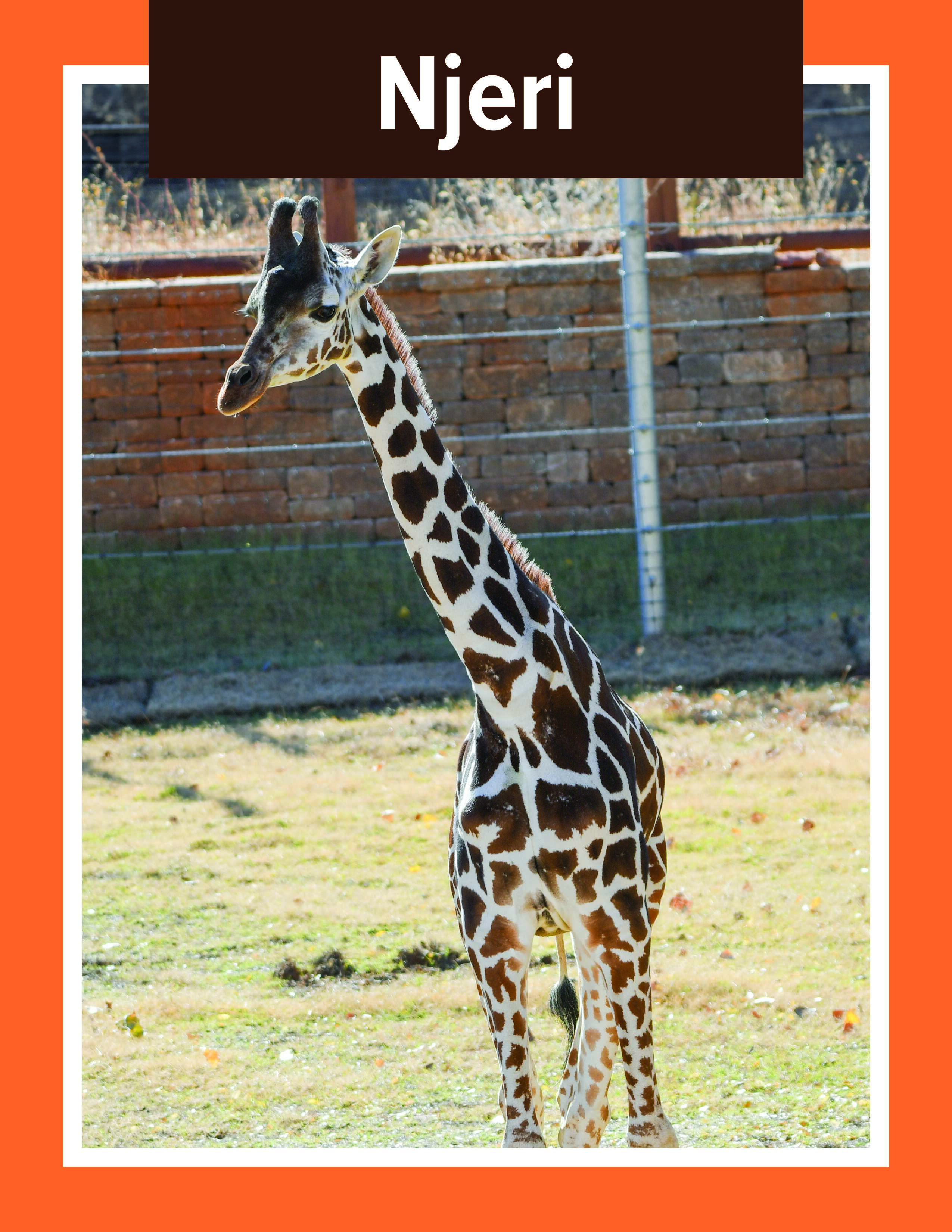 Giraffe Njeri
