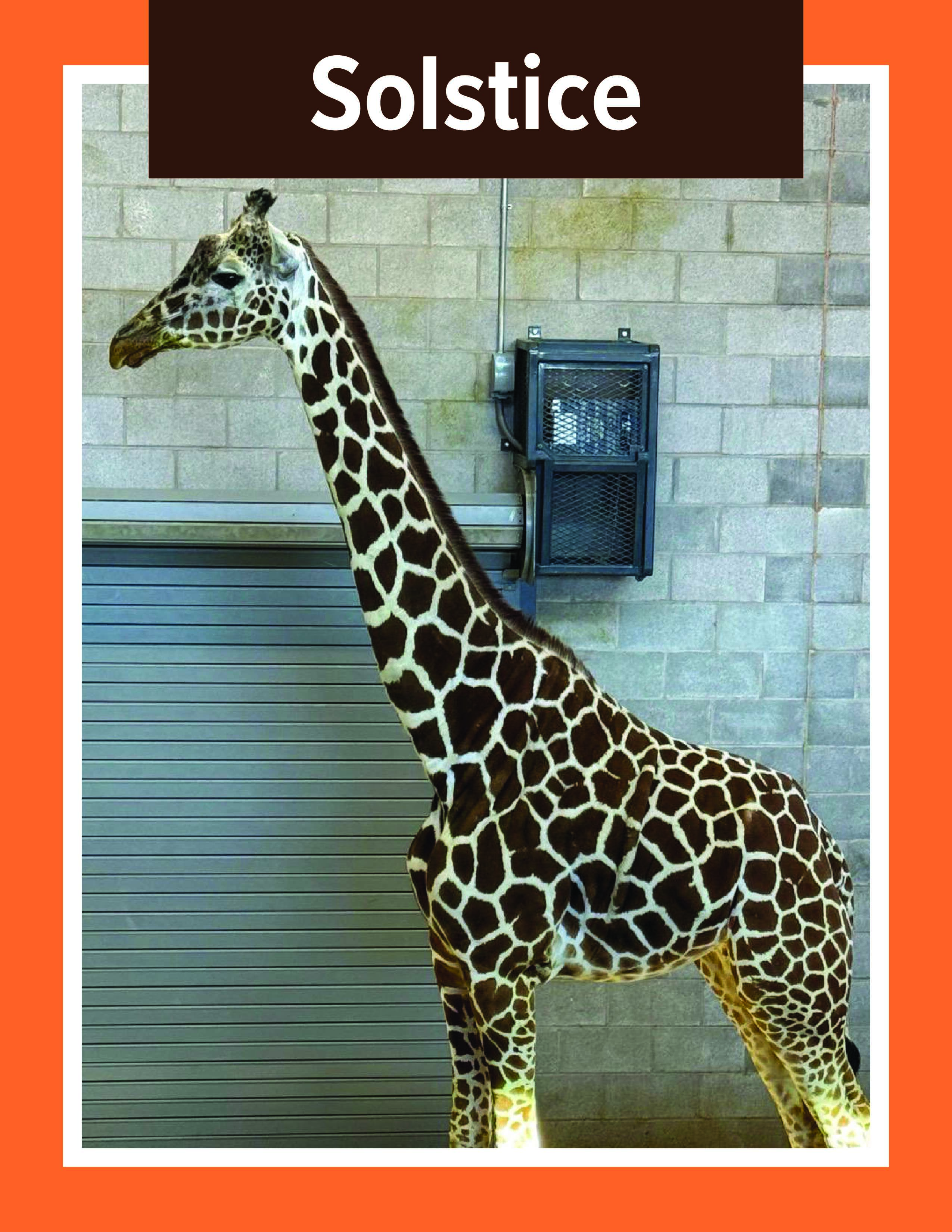 Giraffe Solstice
