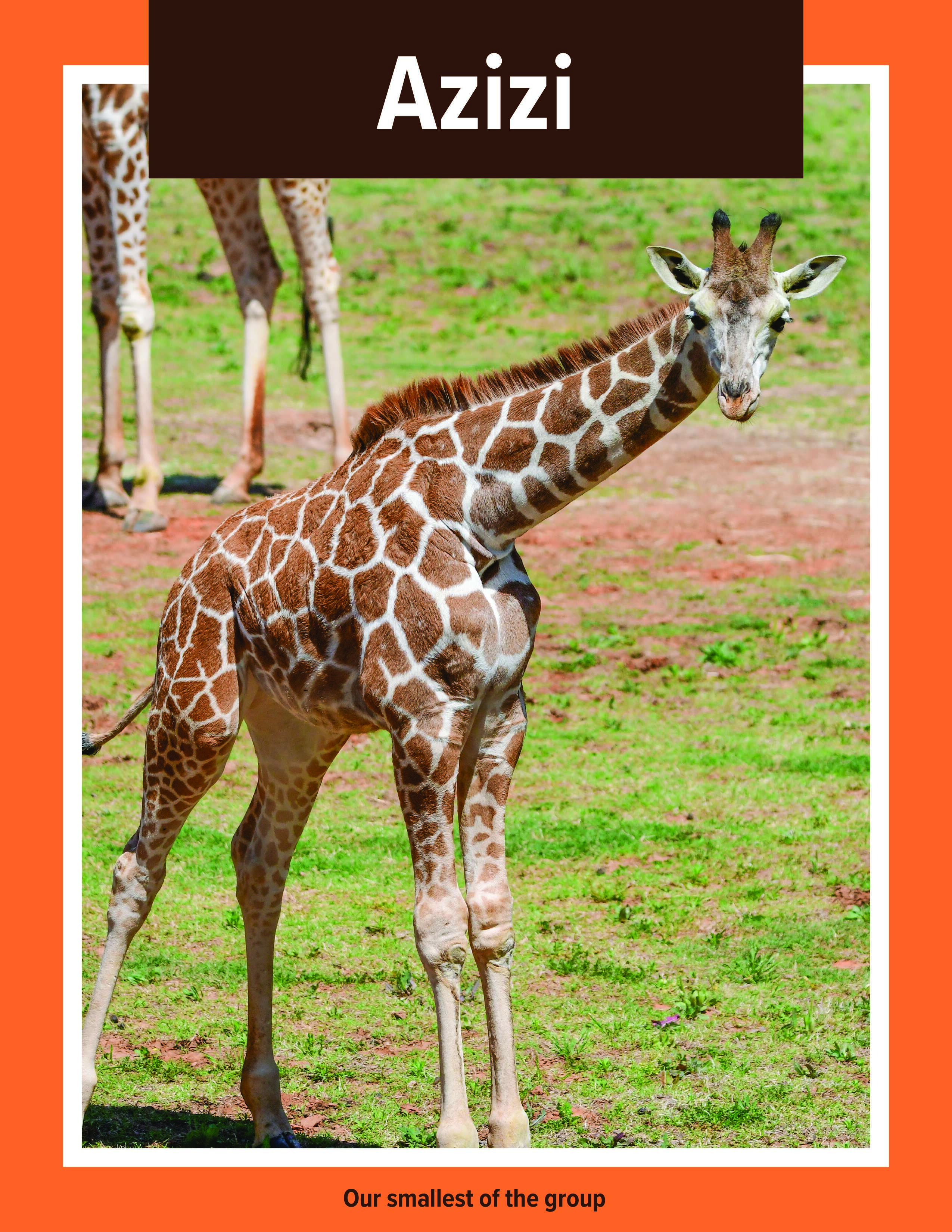 Giraffe Azizi