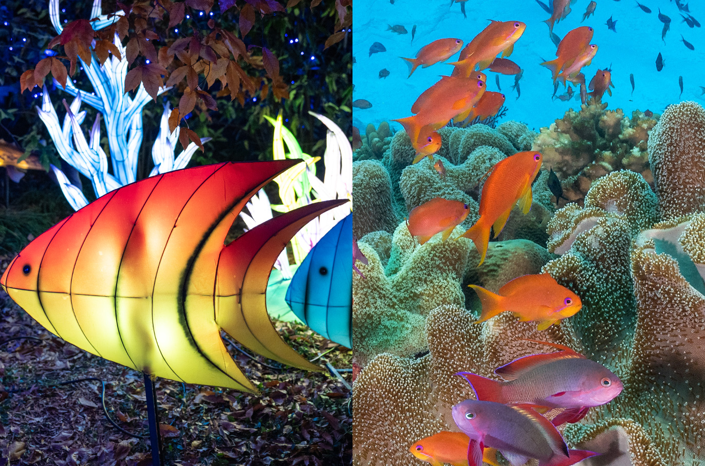Coral Fish