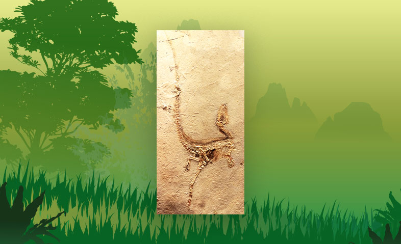 Dinosaur Feathers