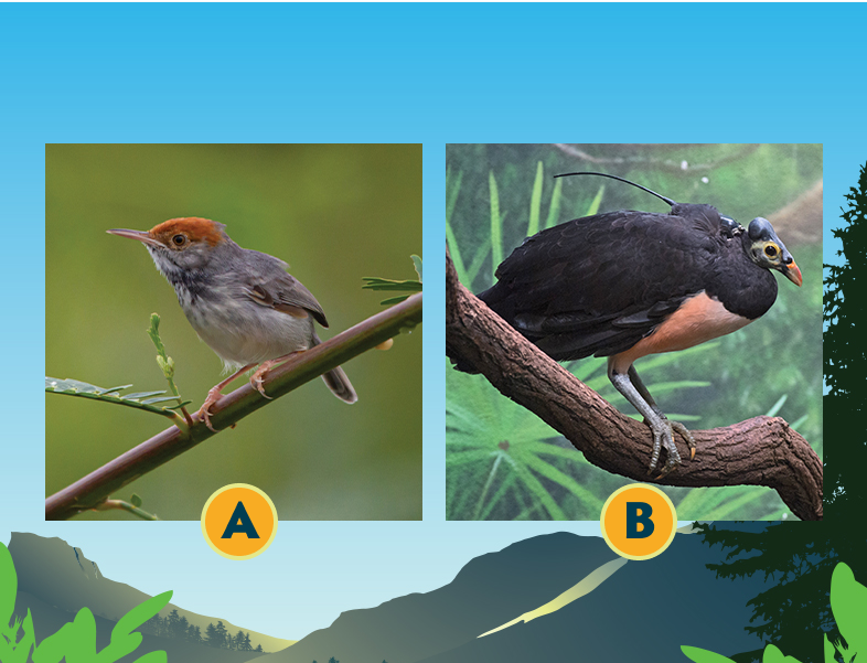 Learn About Wildlife