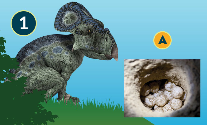 Protoceratops
