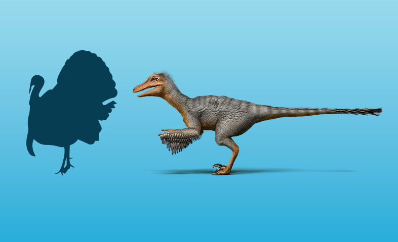 Velociraptor and Turkey
