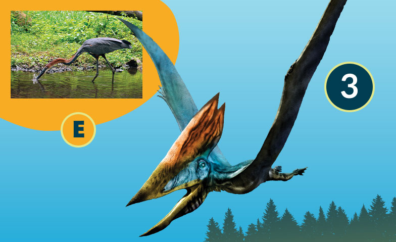 Thalassodromeus