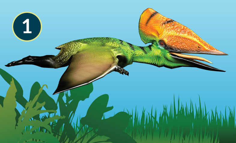 Tupuxuara
