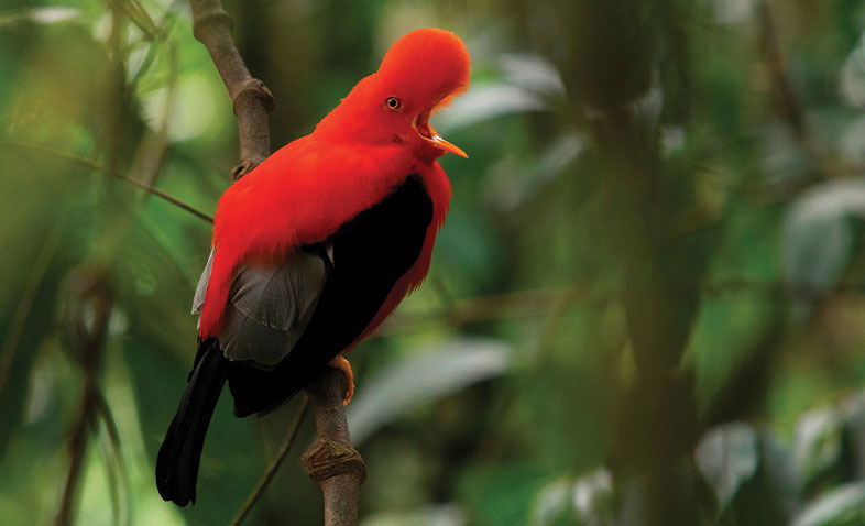 World of Birds