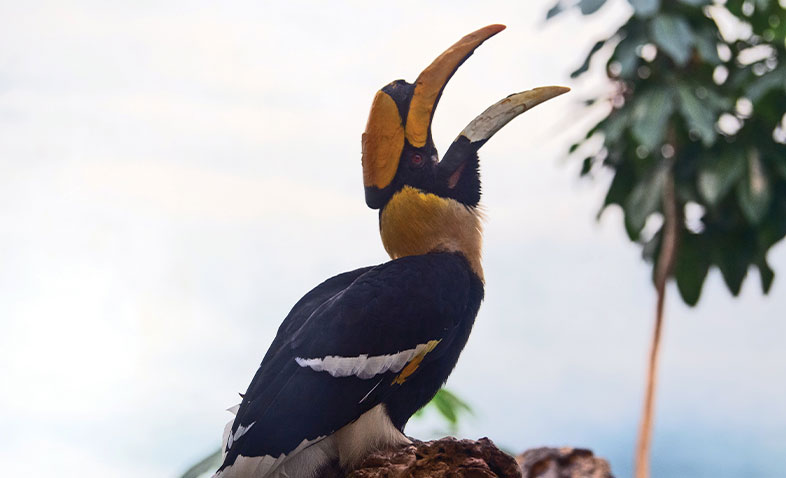 Hornbill