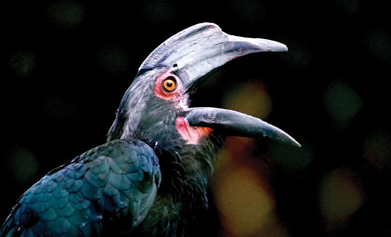 Parasaurolophus Bird