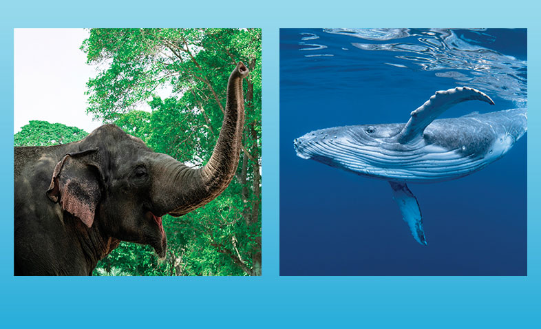 Elephant and Whale