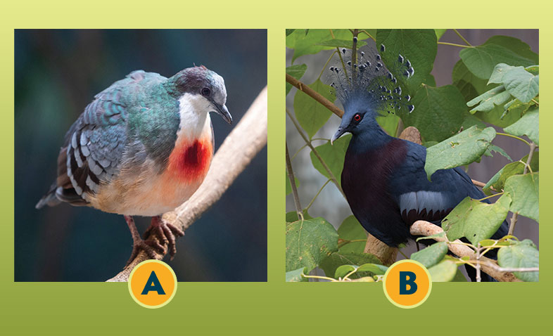 Luzon and Pigeon