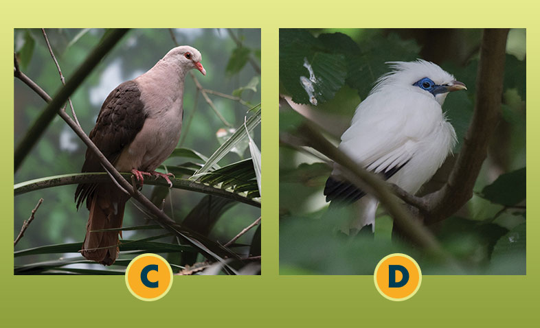 Pigeon and Mynah