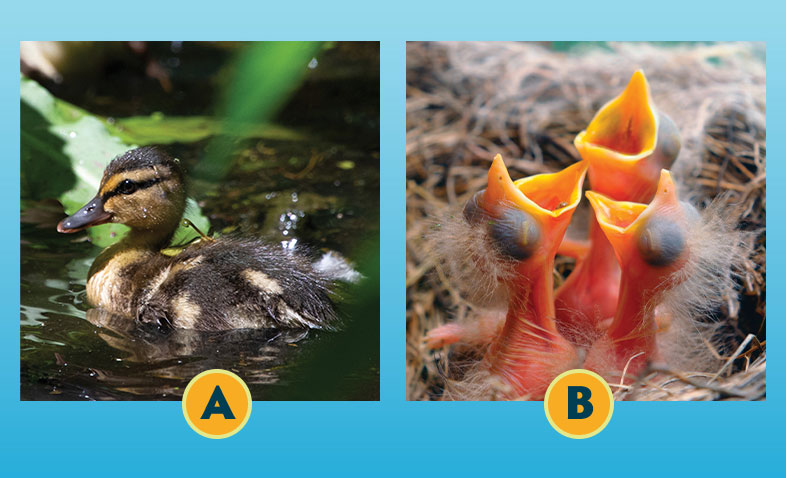 Duck and Robins