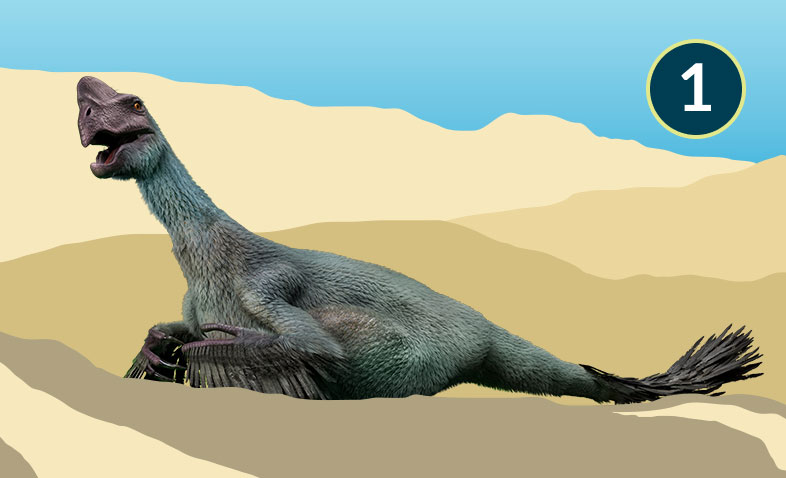 Citipati