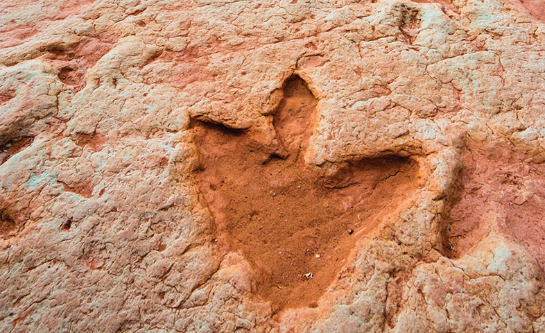 Dino Footprint