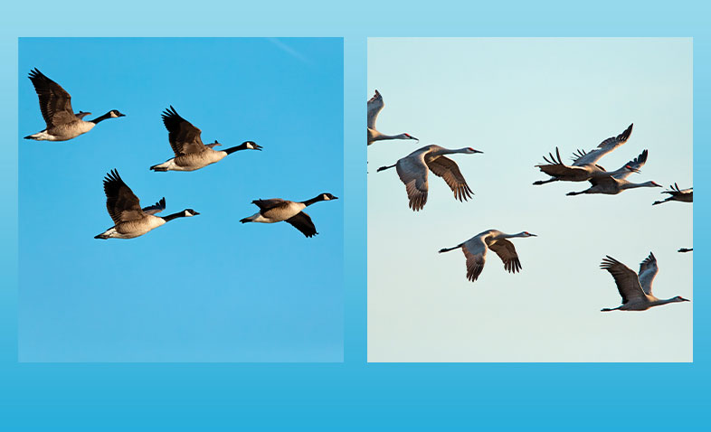 Birds Flying