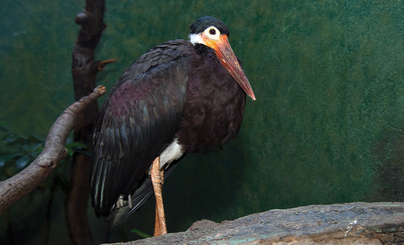 Stork