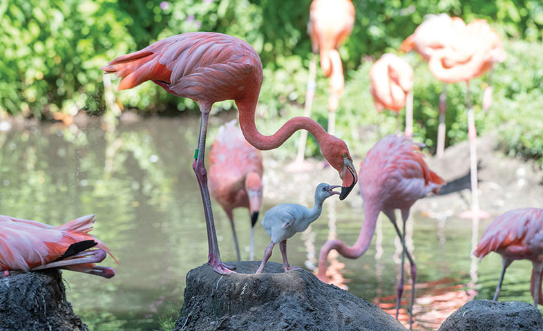 Flamingos