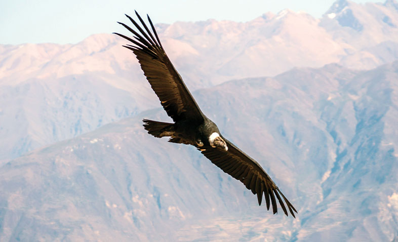 Andean Condor