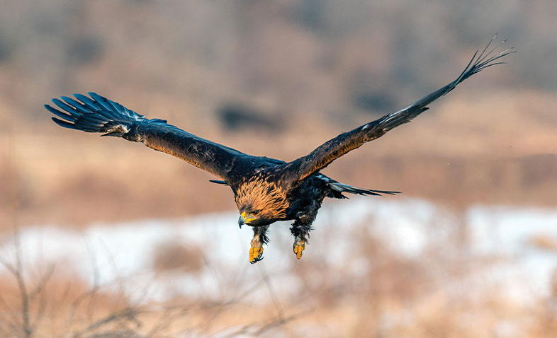 Golden Eagle