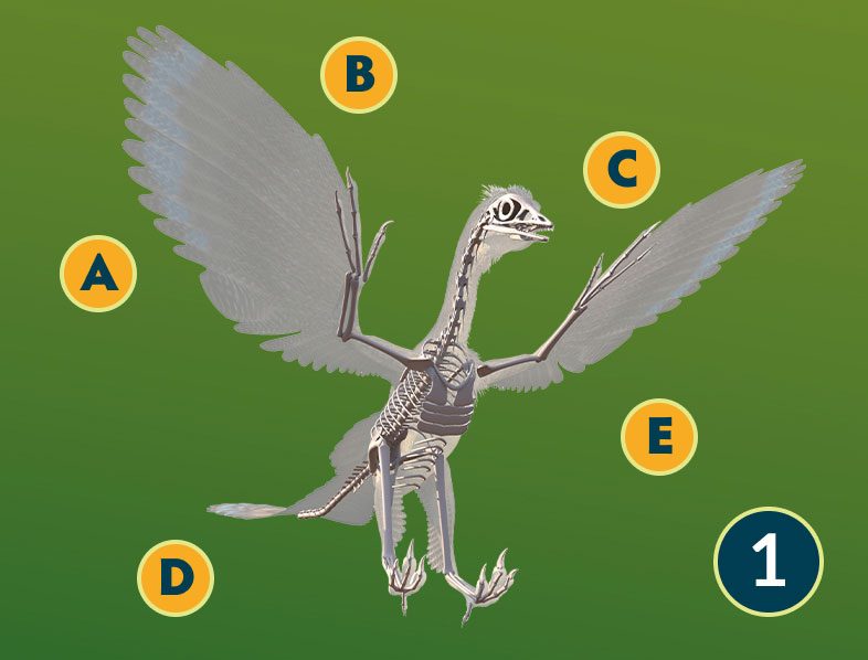 Archaeopteryx