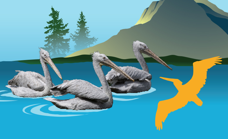 Dalmatian Pelican