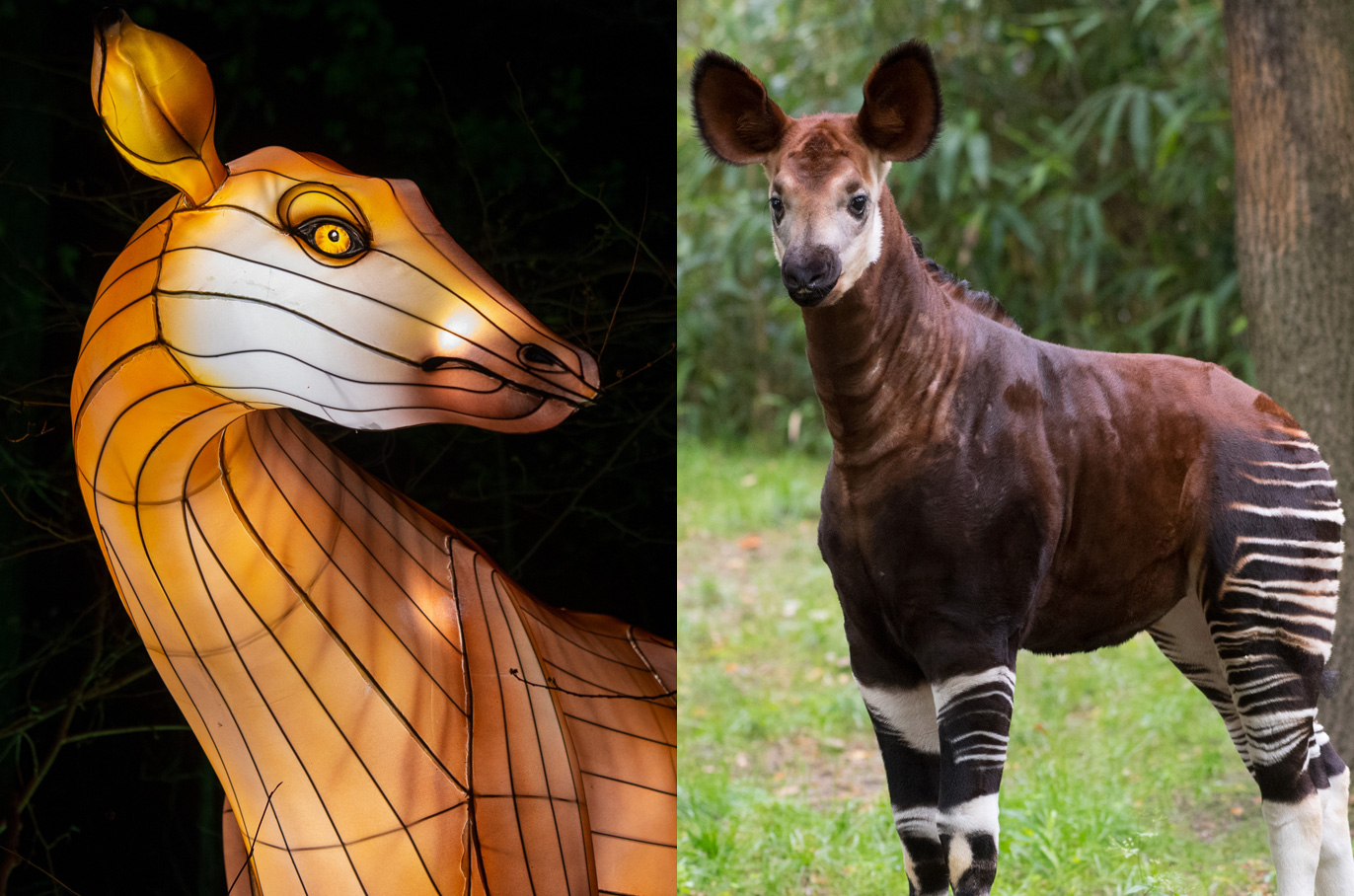 Okapi Congo Rainforest