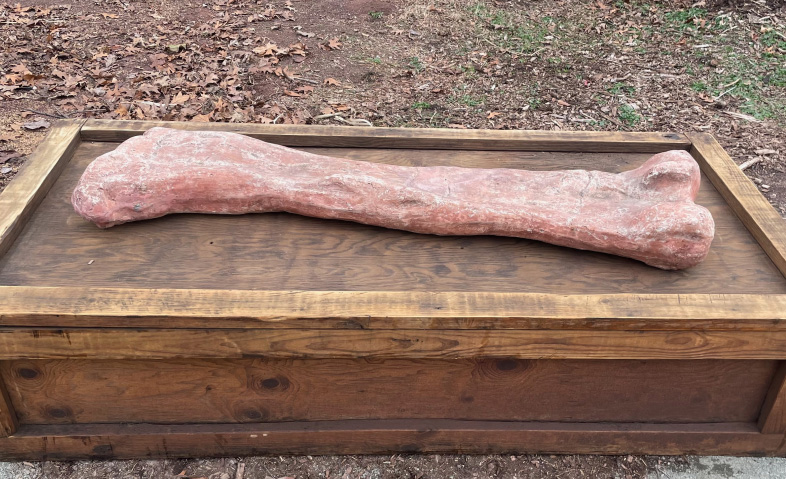 Omeisaurus Femur Right