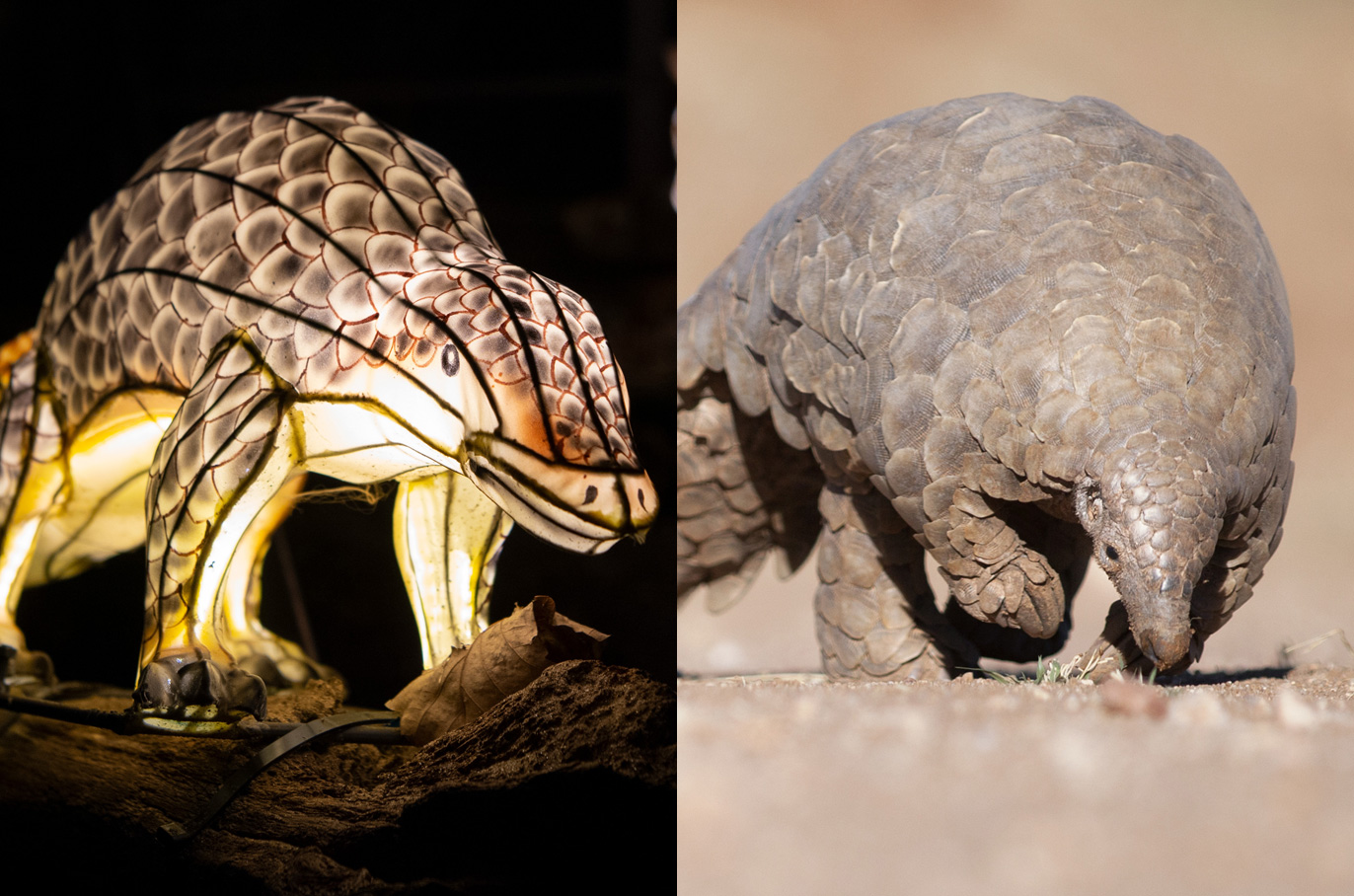 Pangolin Smart South Asian Forest and Grassland